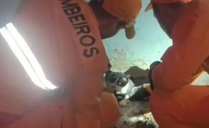 BOMBEIROS RESGATAM GATO PRESO ENTRE PAREDES EM ARACAJU