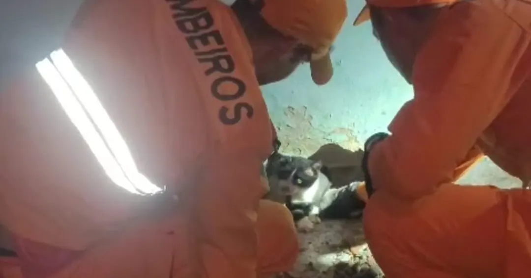 BOMBEIROS RESGATAM GATO PRESO ENTRE PAREDES EM ARACAJU