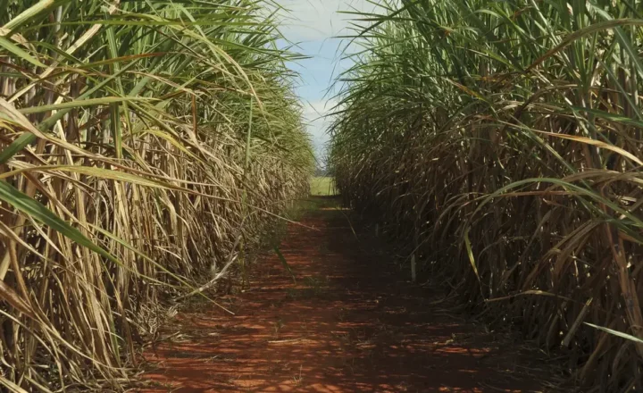 ACSP fortalece aproximação de pequenos negócios das oportunidades geradas pelo agronegócio
