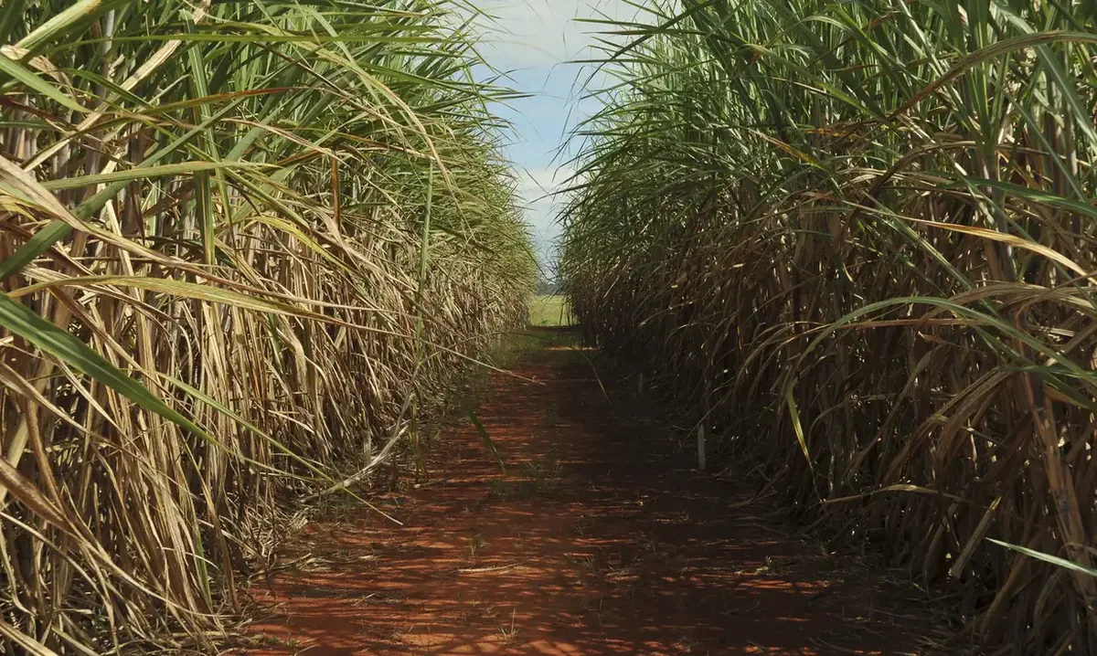 ACSP fortalece aproximação de pequenos negócios das oportunidades geradas pelo agronegócio