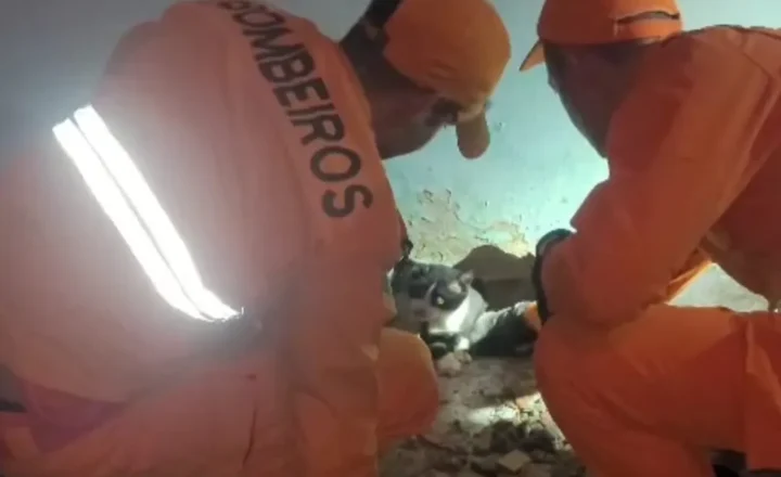 Bombeiros resgatam gato preso entre paredes em Aracaju