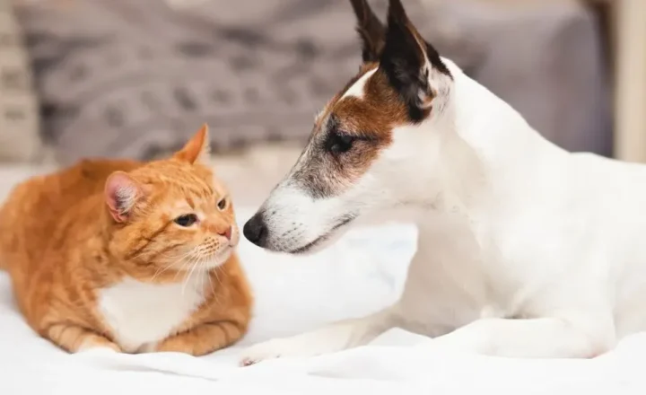 Campanha de adoção animal acontece neste sábado no RioMar