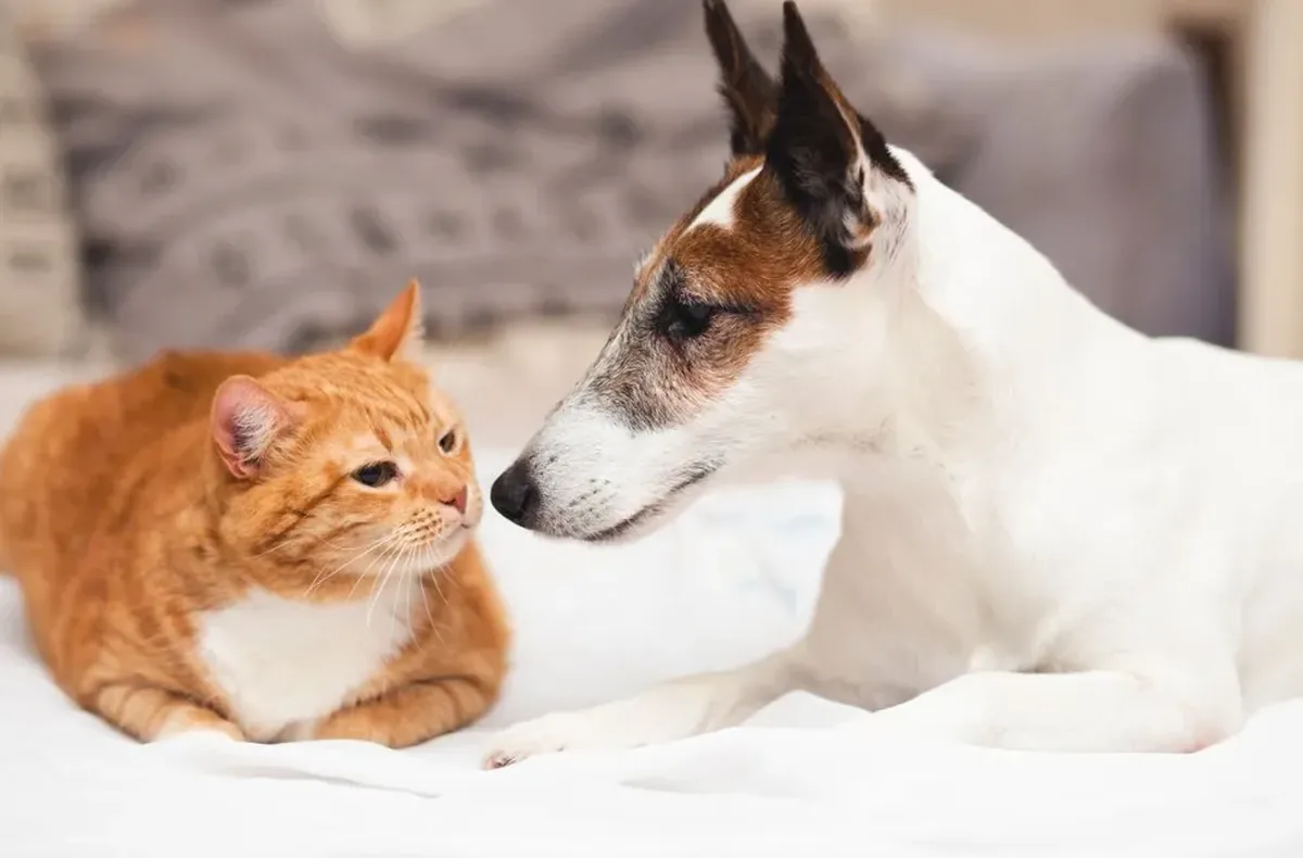 Campanha de adoção animal acontece neste sábado no RioMar