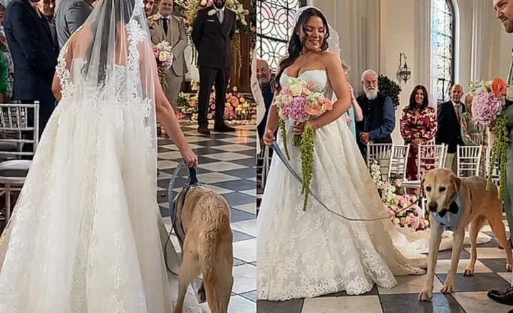 “Ele conseguiu”: Cachorrinho de 16 anos acompanha humana até o altar no dia do casamento.