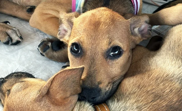 CAMPANHA REÚNE CERCA DE 30 ANIMAIS PARA ADOÇÃO EM ARACAJU