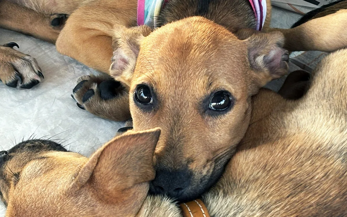 CAMPANHA REÚNE CERCA DE 30 ANIMAIS PARA ADOÇÃO EM ARACAJU