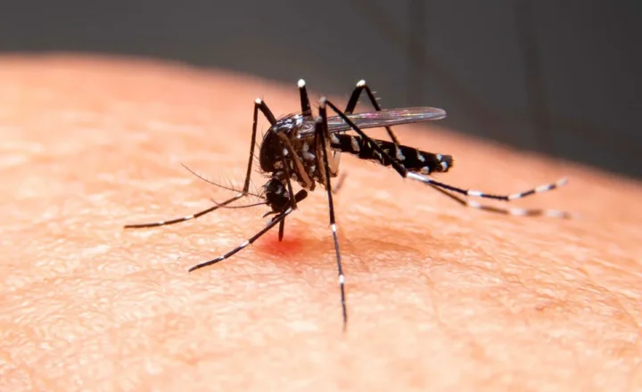 NOSSA SENHORA DA GLÓRIA TEM ALTO ÍNDICE DE INFESTAÇÃO