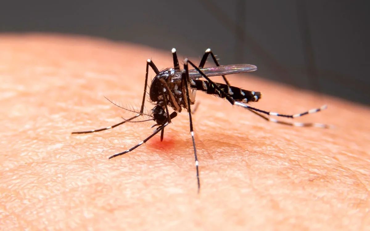 NOSSA SENHORA DA GLÓRIA TEM ALTO ÍNDICE DE INFESTAÇÃO