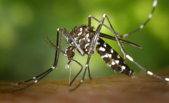 Aedes aegypti: quase metade dos municípios brasileiros está em alerta ou risco