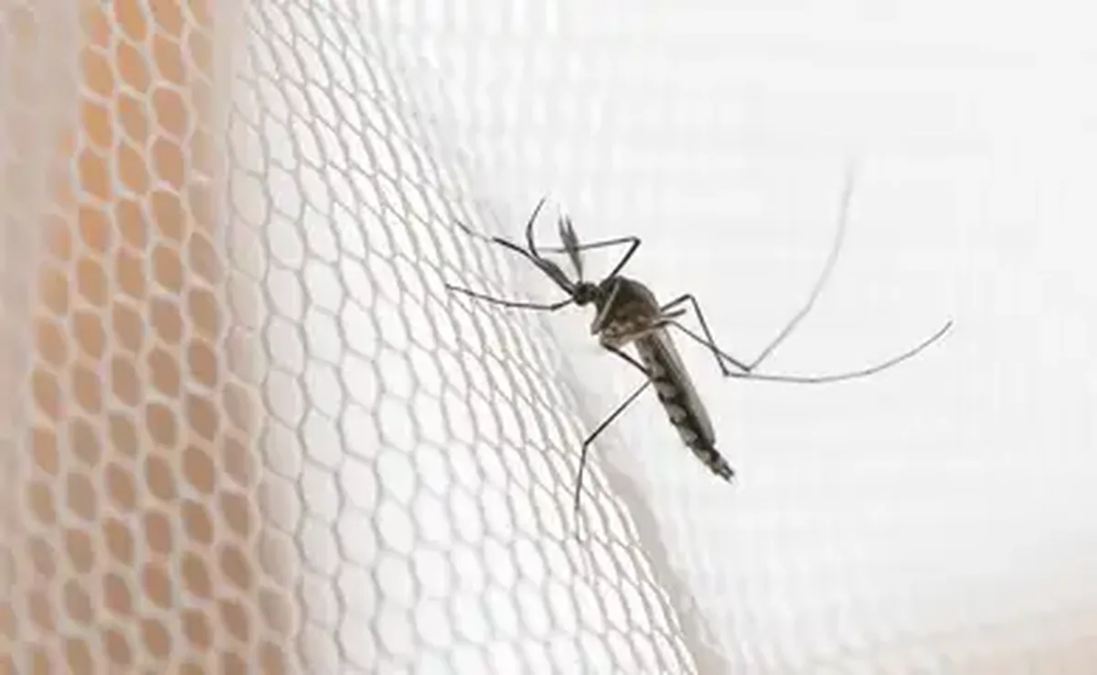 Mosquito on white mosquito wire mesh,net.Mosquito disease is carrier of Malaria, Zica Virus , Fever. Foto: grooveriderz/ Adobestock