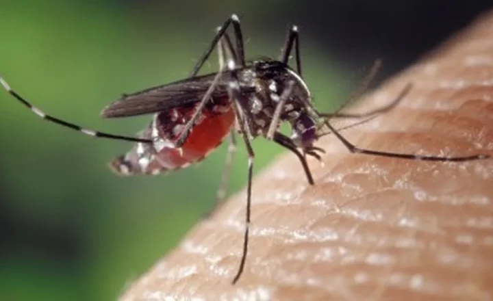 Aedes aegypti: 49% dos municípios avaliados no Brasil estão em alerta - CNN Brasil