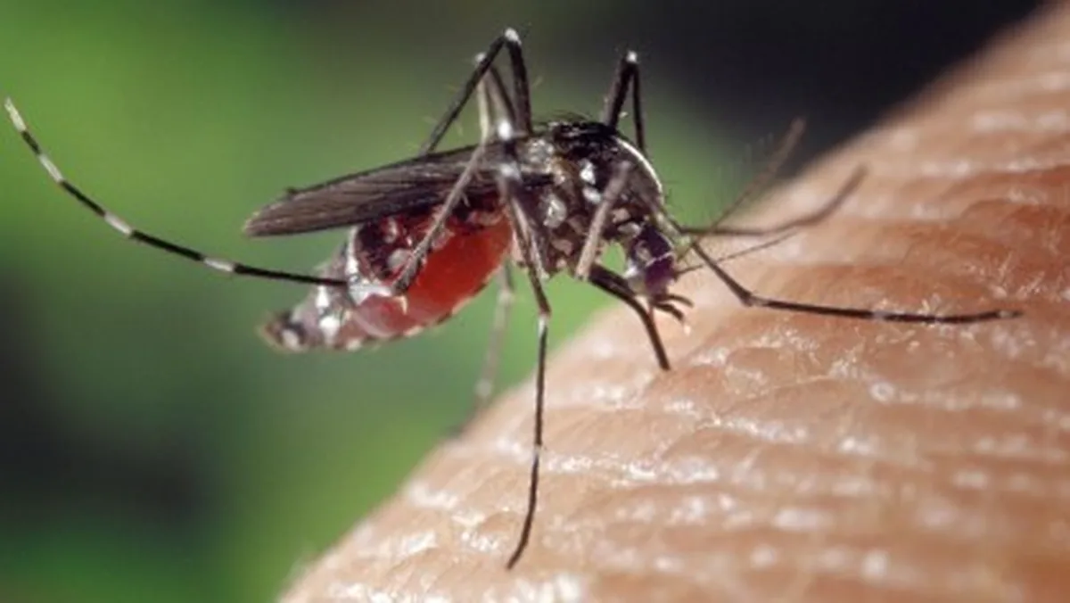 Aedes aegypti: 49% dos municípios avaliados no Brasil estão em alerta - CNN Brasil