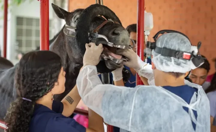 UFS oferece atendimento veterinário gratuito para cavalos em Sergipe