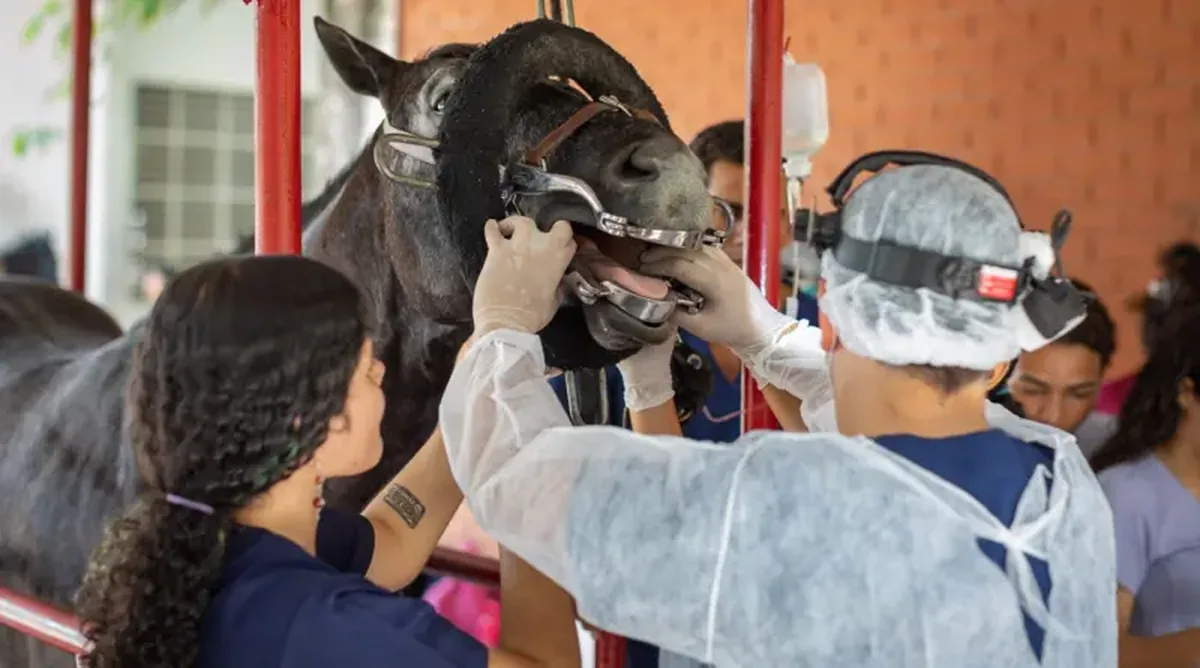 UFS oferece atendimento veterinário gratuito para cavalos em Sergipe