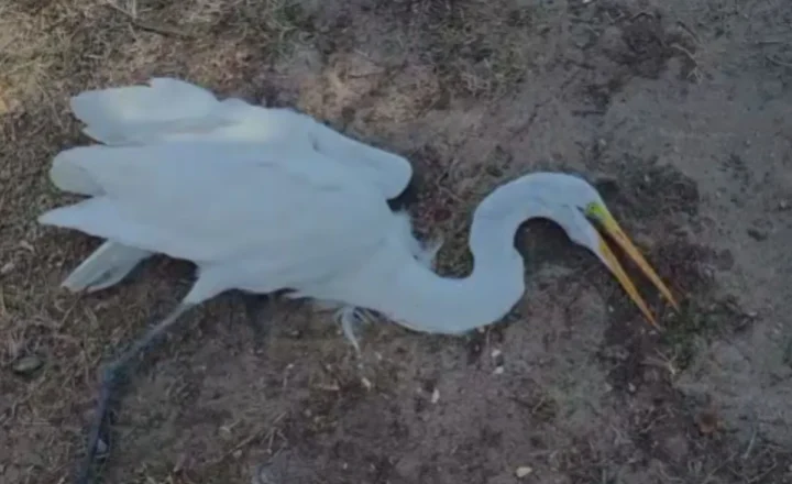VÍDEO: Garça debilitada é encontrada na região dos lagos na orla de Aracaju